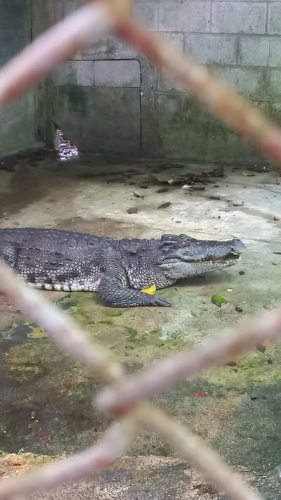 A medium shot taken through a wire fence depicts a crocodile resting on a concrete surface. The location is Takdat, Thailand. The crocodile is lying on its side with its mouth open. There are small leaves and debris scattered around on the concrete surface. The fence is blurred in the foreground. The concrete surface is stained and aged.