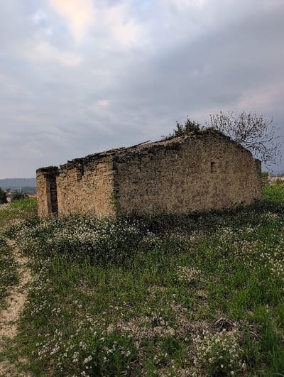 The scene depicts an abandoned, single-story rectangular stone building situated in an overgrown field in Manresa, Spain, under an overcast sky. The structure is constructed from rough-hewn, light brown stone and shows significant deterioration, with its roof appearing absent or collapsed along its length. A small, rectangular aperture is visible on the upper right side of the building's main wall, and a recessed opening or entrance is visible on the left side. The ground surrounding the building is covered by green grass interspersed with numerous small white flowers. A winding dirt path extends from the lower left foreground towards the left side of the structure. Sparse green foliage and bare tree branches are visible growing from or behind the roofline, particularly on the right side. In the distant background, faint outlines of hills and urban structures are discernible on the horizon. No individuals or animals are present in the image.