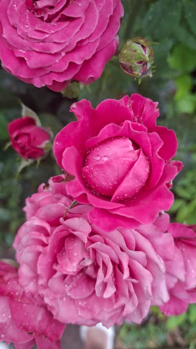 The image showcases a close-up view of several pink roses, some in full bloom and others as buds. Water droplets are visible on the petals of the fully bloomed roses, suggesting recent rain or watering. The roses are set against a blurred green background of foliage. The lighting appears to be soft and diffused, possibly indicating an overcast day or shade. The overall mood is serene and natural, highlighting the delicate beauty of the flowers. There are no people, text, or specific location cues beyond the floral subjects and their immediate surroundings. The scene is likely a garden or a natural setting where these roses are growing.
