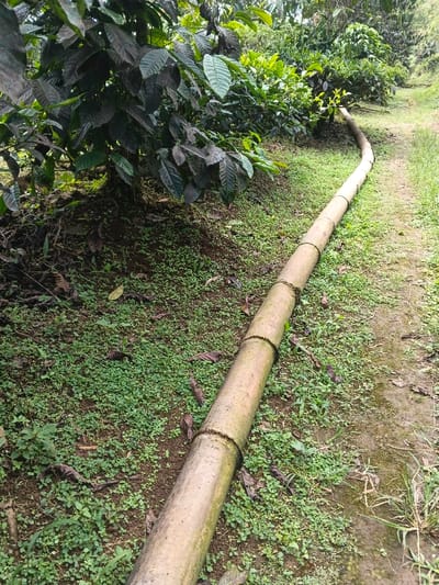 A long, tan bamboo pole spans the width of the image, extending from under lush, dark green foliage on the left to a grassy path on the right. The pole is segmented with darker bands, appearing almost like stacked cylinders. Small green plants cover the ground around the pole, with scattered brown leaves interspersed. The scene suggests a rural or tropical environment.