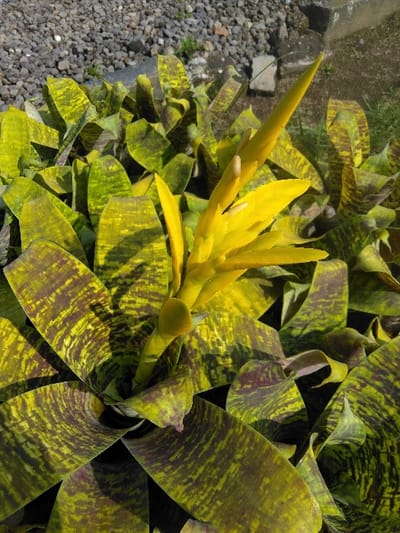 An upward-angled, close-up photograph depicts a variegated bromeliad plant located in the city of České Žleby, Czechia. The plant features a central rosette of broad, strap-like leaves, distinctively marked with irregular bands of bright yellow-green and dark greenish-brown. An erect, spear-shaped inflorescence, uniformly bright yellow, emerges from the rosette's center. This inflorescence displays multiple smaller yellow bracts with nascent lighter-colored floral structures. Strong, direct sunlight illuminates the plant, creating defined shadows on the foliage. The background comprises coarse dark grey gravel, with a small patch of green vegetation and a concrete-like edge visible in the upper portion.