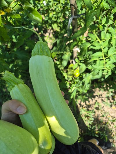 In Sadina, Bulgaria, on a sunny day, a person is holding three light green zucchinis in their hand. The zucchinis are elongated and smooth, with one larger zucchini positioned in the center and two smaller ones to its left and bottom. The person's hand is visible, holding the zucchinis. In the background, lush green foliage suggests a garden setting. The plants are dense, with some leaves appearing in focus and others blurred. The ground is visible beneath the plants, appearing dry and dusty. The overall scene depicts a harvest of fresh produce in a natural outdoor environment.