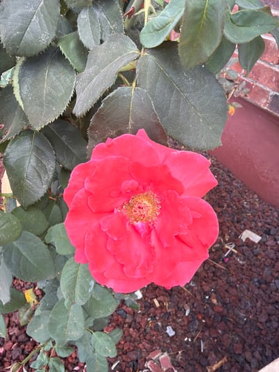 A bright pink rose blooms in the foreground of the image. The rose has many petals and a visible stamen in its center. The rose is surrounded by dark green leaves that appear to have a light dusting on them. Behind the rose and leaves, dark brown mulch covers the ground. A reddish-brown brick wall is visible in the upper right corner, suggesting an outdoor setting. The image appears to have been taken in Gedera, Israel.