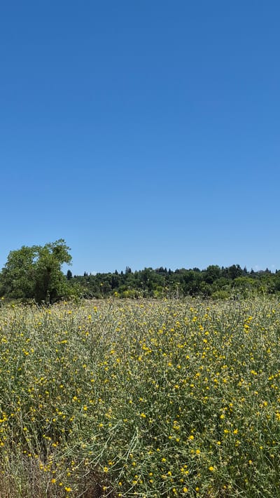The image captures a bright, clear day in Rancho Cordova, United States of America, with a vast expanse of a meadow filled with low-lying green plants and small yellow flowers dominating the foreground. The plants are densely packed, creating a textured carpet that stretches across the lower half of the frame.
In the mid-ground, a line of lush green trees forms a dense forest, rising gently to meet the horizon. A solitary, large tree with a full, rounded canopy stands prominently to the left of the forested area, its branches spreading wide.
The sky above is an uninterrupted, vibrant blue, suggesting a cloudless day. The overall scene is one of natural beauty and tranquility, likely captured in an open rural or park-like setting within Rancho Cordova. No people or structures are visible in the image.