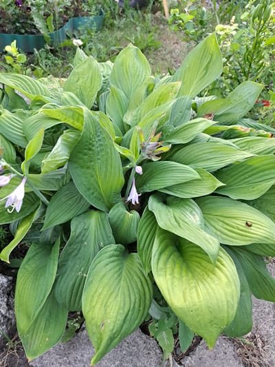 A close-up, top-down shot shows a large hosta plant with broad, green leaves. Several delicate, pale purple flowers are emerging from the plant's center. A small ladybug is visible on one of the upper leaves. The plant is situated outdoors, near a grey concrete surface and surrounded by other greenery. The lighting suggests it is daytime, possibly late morning or early afternoon, with no indication of specific weather conditions. The scene is likely a garden or park in Chernetsk, Russia. There is no visible text in the image.