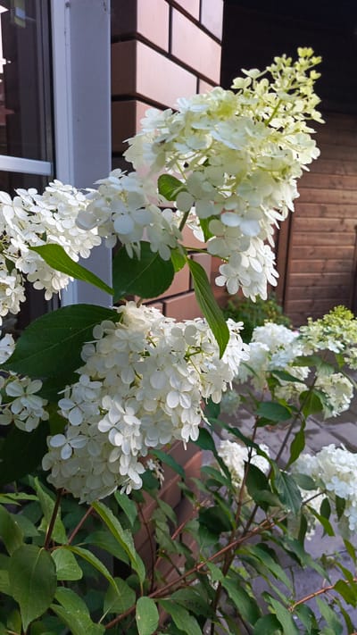 A vertical shot, taken outdoors at eye level, features a cluster of white hydrangeas against a backdrop of a brick wall and wooden fence. The hydrangeas are the primary subject, with numerous small, delicate white flowers forming large, cone-shaped blooms. Green leaves are interspersed among the flowers, providing a contrast in color and texture. The background elements, a brick wall to the left and a wooden fence to the right, suggest an urban or suburban setting. The lighting indicates it is daytime, with shadows cast on the brickwork. The image appears to be a photograph taken in the city of Poletaevo 1th, Russia.