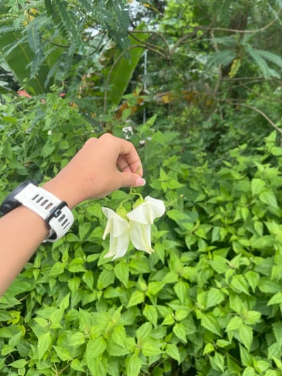 A person's arm, adorned with a white and black smartwatch, holds a delicate white flower. The background is a vibrant mix of green foliage, creating a natural and refreshing scene. The light is soft, highlighting the flower's details and the lush greenery.
