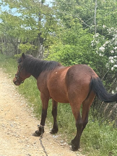 A brown horse wearing a bridle and with a chain around its front left hoof stands on a dirt road in Mikrevo, Bulgaria. The horse is facing away from the camera. A wooded area with white flowers is visible to the left of the horse. A wooden fence is behind the trees. Grass and small purple flowers line the edge of the dirt road on the right side of the image.