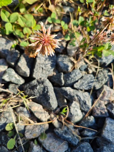 The image shows a close-up, low-angle view of a cluster of small, pink and white clover flowers growing amongst grey gravel and green clover leaves. The gravel pieces are varied in size and shape. The lighting suggests it is daytime, with shadows cast on the gravel. The scene appears to be an outdoor environment, possibly a garden path or a roadside. There are no people or animals visible in the image. The location in Краснадворскі сельскі Савет, Belarus is not discernible from the image itself, as there are no specific geographical markers.