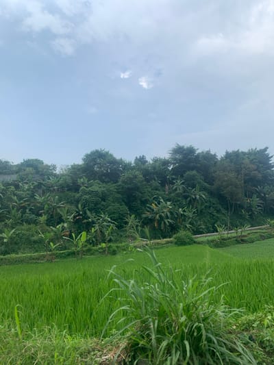 The image depicts a lush green paddy field in the foreground, located at the coordinates -6.923 latitude and 107.538 longitude in Lagadar, Indonesia. The field is bordered by a dense grove of trees on a sloped hillside. The trees are a mix of tall, slender palm trees and other broadleafed trees, providing a lush, tropical backdrop. The sky is overcast with a few clouds. The scene is captured from a low angle, giving the viewer a perspective looking up toward the tree line.