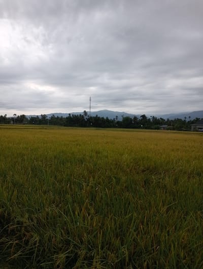 The image shows a rice paddy field in Meunasahlancok, Indonesia, under an overcast sky. The rice plants in the foreground are a mix of green and golden yellow, indicating maturity. A line of trees and vegetation separates the field from distant hills. A communication tower is visible on the horizon to the left. Two buildings are seen on the right side of the background. There are no visible people or animals in the scene.