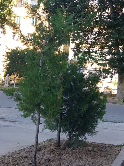 The image shows two young cypress trees planted in a dirt patch beside a sidewalk. In the background, a building with multiple windows and a tree-lined street can be seen. A person in traditional clothing walks on the sidewalk in the distance. The scene appears to be in the city of Yovon, Tajikistan.
