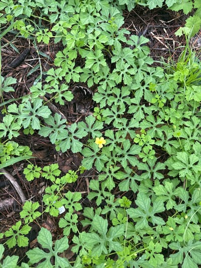 This is a high-angle, full-frame photograph of a dense ground cover of light green, heart-shaped leaves. The leaves are lobed and veined, with some appearing slightly serrated. The plants are growing on a dark, organic ground composed of pine needles, twigs, and some soil. In the center of the image, a single, small, bright yellow flower is visible. There are no people or man-made structures present in the scene. The image appears to be of a natural or semi-natural outdoor environment, possibly a garden bed, forest floor, or embankment. The specific location in Melbourne, United States of America, cannot be determined from the visual information alone.