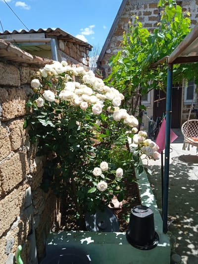 A bush with many white roses is in full bloom next to a textured stone wall under a bright blue sky with scattered clouds. The scene appears to be a courtyard or garden area, likely in Saky, Ukraine, given the context. Sunlight filters through lush green grapevines overhead, casting dappled shadows on the ground.
To the right of the rose bush, a dark blue metal pole supports a section of the grape arbor. A pink fabric is draped over the pole, and further to the right, a swinging chair with a woven seat and orange cushions is visible. Clotheslines with what appear to be laundry are strung across the background, suggesting a domestic setting. A dark plastic bucket sits on a light green ledge.
The architecture in the background consists of buildings constructed with rough-hewn stone and brick, with some roofing made of corrugated material. The overall impression is of a sunny, warm day in a rustic outdoor space. There are no people or animals visible. The image is candid and captures a quiet moment in what seems to be a residential backyard. The time of day is clearly daytime, indicated by the strong sunlight and shadows.