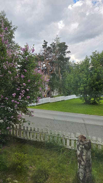 The image captures a scene with a prominent lilac bush in the foreground, adorned with clusters of light purple flowers and lush green leaves. To the right of the lilac bush, a white picket fence runs along the edge of a paved road. Beyond the fence, a manicured green lawn stretches out, leading to a line of trees with dense foliage. In the background, a unique tree with a gnarled trunk and branches stands out, and a portion of a wooden structure, possibly a treehouse, is visible amongst the trees. The sky above is overcast with a mix of gray and white clouds. The overall environment suggests a suburban or rural setting.
