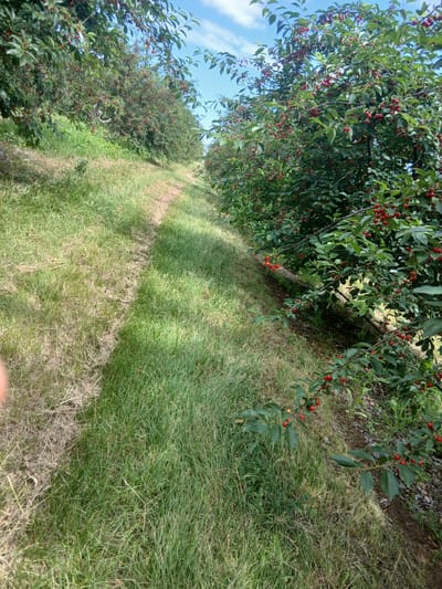 This media file depicts an outdoor scene in a cherry orchard, specifically located in Semionovca, Moldova. The primary subjects are rows of cherry trees laden with ripe red cherries. The trees are dense with green leaves, and their branches hang low, some reaching towards the grassy path that runs through the orchard. The ground is covered in a mix of green and dried grass, with a clear path worn down by foot traffic.
The scene suggests a time of day when the sun is high, casting shadows on the grass and highlighting the vibrant red of the cherries. The weather appears to be clear and sunny, with a bright blue sky visible through the tree canopy in some parts of the image. There is no visible text in the media file.
The overall impression is one of abundance and natural beauty, likely during the cherry harvest season. The image captures the essence of an agricultural landscape, showcasing the fruits of the land and the peaceful ambiance of an orchard. There are no people visible in the frame, nor are there any man-made objects other than the implied cultivation of the orchard itself. The emotion evoked is one of tranquility and the simple pleasures of nature.