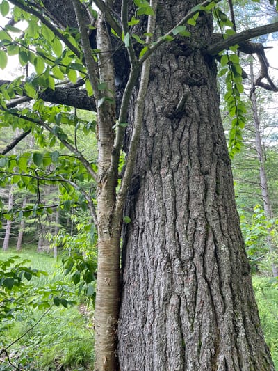 The image displays a close-up view of the trunks of two trees, one significantly larger and darker with deeply furrowed bark, and the other thinner with lighter, peeling bark. Both trees are positioned side-by-side in what appears to be a natural, wooded environment. Lush green leaves from the trees are visible, some in focus and some blurred, extending into the frame. The background shows a dense forest with tall, slender trees and undergrowth, illuminated by daylight. The overall impression is of a natural, untamed forest setting. The provided information states the location is Brantingham, United States.