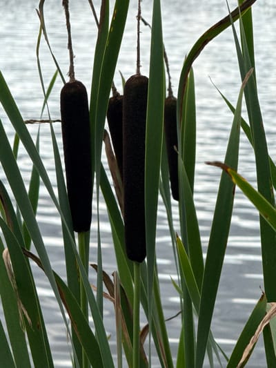The image displays a close-up view of cattails growing near a body of water. The cattails have dark brown, cylindrical seed heads. Their long, green leaves are prominent in the foreground, with some showing signs of browning or drying at the tips. The background consists of rippling water, likely a lake or slow-moving river, with a soft, diffused light. The scene is natural and tranquil. The location is stated to be Kirzinė, Lithuania.