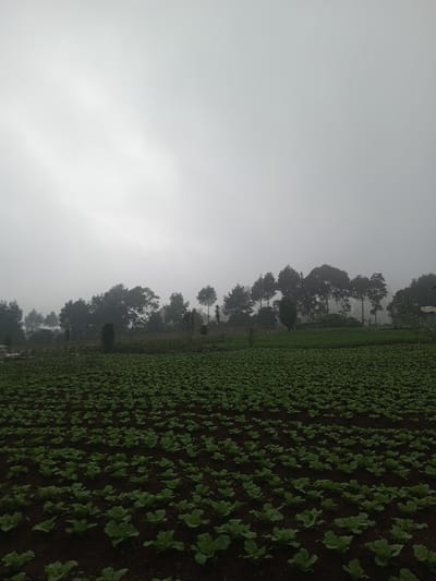 The image displays an agricultural field under an overcast and foggy sky in Joshi Vihir, India. The foreground consists of dark brown soil cultivated with numerous rows of small, green, leafy plants, consistent with young cabbage or similar produce, extending across the lower half of the frame. In the midground, beyond the cultivated field, a dense line of deciduous and coniferous trees, including several tall, slender pine-like trees, rises on elevated terrain. The bases of these trees and the ground immediately behind the field are partially obscured by the ambient fog or mist. The background is a uniformly light gray, heavily overcast sky, which reduces visibility and blends with the distant tree line. No individuals or discernible activities are present within the frame.