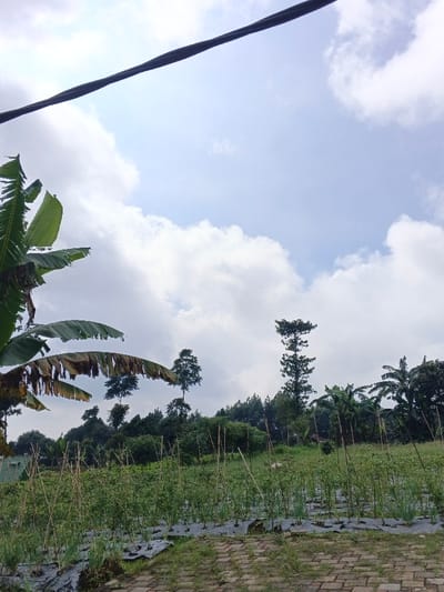 The image captures a rural landscape in Maw Hit, Myanmar, under a partly cloudy sky. The upper portion of the frame displays a light blue sky with scattered white cumulus clouds. A thick, dark, twisted cable runs diagonally from the upper left to the upper right corner of the frame. In the mid-ground, an agricultural field is visible, featuring multiple rows of young green plants, likely vegetables, planted on black plastic mulch sheets. Numerous slender wooden or bamboo stakes are vertically embedded in the soil, supporting the plants. To the left, large green banana leaves partially enter the frame, some exhibiting browning and tears. The background consists of a dense hillside covered with various trees, including several tall, slender coniferous trees and broader-leaved tropical trees. The lower right foreground shows a section of a patterned brick paver surface. No individuals are present in the scene.