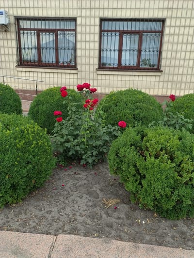 In Ivankiv, Ukraine, the image depicts a building facade with two large windows. These windows have brown frames and are covered with decorative black metal bars. The building's exterior walls are made of light-colored, rectangular tiles. In front of the building, there is a landscaping area with several manicured green bushes and a rose bush with bright red flowers. The ground in front of the bushes is covered with dark soil and scattered fallen rose petals. A granite-like pathway or border runs along the bottom edge of the image.
