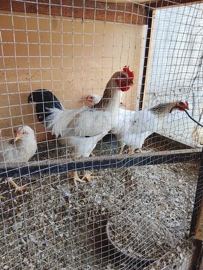 The image shows several chickens inside a wire cage in Kasri Arifan, Uzbekistan. The cage appears to be made of wire mesh and wood. The ground inside the cage is covered with wood shavings and debris. There are at least four chickens visible, two roosters and two hens, all of them are white with some black markings. One rooster is in the foreground, facing left with its comb erect and bright red. Another rooster is behind it, also facing left. Two hens are to the left and right of the roosters. The background of the cage is a light-colored wall, possibly made of concrete or plaster. The lighting suggests it is daytime.