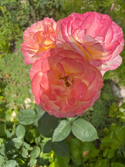 A close-up, overhead shot captures three blooming roses with delicate pink and yellow petals against a backdrop of blurred green foliage and grass. The rose in the foreground is predominantly pink with yellow undertones at its center, while the two roses behind it show more vibrant pink edges and a softer yellow interior. The lighting suggests it is daytime, with sunlight casting subtle shadows on the petals. The environment appears to be an outdoor garden setting, possibly in Vasylkiv, Ukraine, given the context. No people or specific actions are depicted.