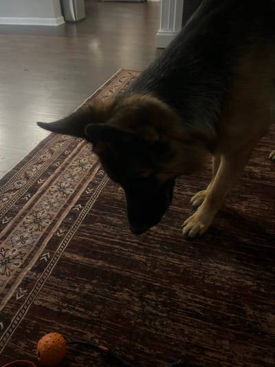 A German Shepherd dog is shown from a high angle, looking down at an orange toy ball on a rug. The dog's head and front paws are visible. The dog has black and tan fur. The rug has a brown and tan patterned design. The floor is made of dark wood planks. The scene appears to be indoors. The location is not specified in the image or any accompanying data.