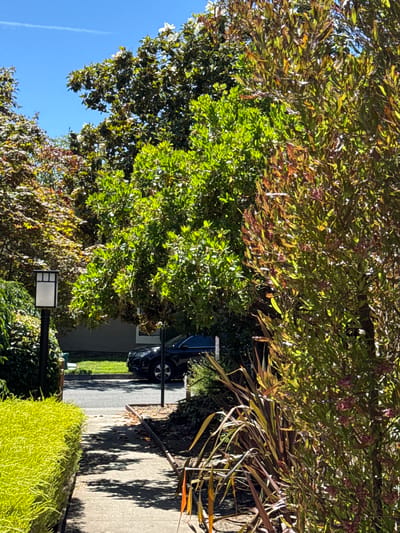 This image captures a sunlit residential street scene in Novato, California, USA. A narrow concrete pathway, shaded by dappled sunlight, leads towards a street where a dark-colored sedan is parked. To the left of the pathway, a low, vibrantly green hedge forms a neat border. Beyond the hedge, a modern black lamppost with a white rectangular light fixture stands prominently.
The background is densely populated with a variety of trees, displaying rich green foliage. Some trees in the middle ground exhibit bright green leaves, while others on the right side of the frame feature a mix of green, red, and brown leaves, suggesting a transition of seasons or varying plant types. A hint of a building with dark siding is visible behind the trees. The sky above is a clear, bright blue with a faint contrail stretching across it. The overall impression is one of a well-maintained suburban environment on a clear day.