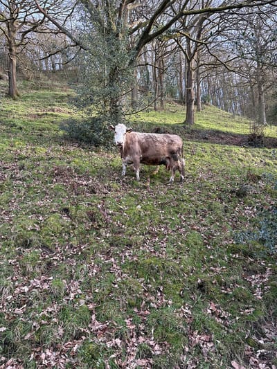 A light brown and white cow stands facing forward on a grassy, leaf-strewn incline within a wooded area in Snailbeach, United Kingdom. The bovine, exhibiting a white head and face with a visible udder, has a yellow identification tag in its left ear. The ground is covered in green grass mixed with numerous fallen brown leaves. Directly behind the animal and extending uphill, the landscape features dense woodland composed primarily of bare deciduous trees with intricate branch patterns against a bright sky, interspersed with some evergreen foliage. Natural light illuminates the scene, casting subtle shadows. No other subjects or structures are visible.