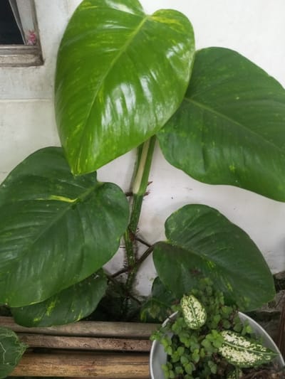 A vibrant pothos plant, displaying large, glossy green leaves with subtle yellow variegation, climbs a white wall. Its thick stem is marked with dark segments and aerial roots. A smaller pot sits nearby, filled with petite green foliage and a few variegated leaves with white patterns. The scene is set against a backdrop of bamboo slats, adding a rustic touch.