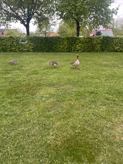 The image shows a grassy area in Kolding, Denmark. Three Greylag geese are present on the grass. A tall, green hedge runs along the left side of the frame. A tree with bare branches is visible to the left of the hedge. A glimpse of a red and white vehicle can be seen behind the hedge, suggesting a road or parking area. The grass is green and scattered with small white flowers. The overall scene appears to be a park or open green space within the city.