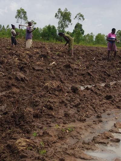 Four people are working in a muddy field under an overcast sky. They use hand tools to till the soil. The field is characterized by dark, wet soil with patches of straw and small sprouts. A line of trees marks the horizon in the background. The overall scene suggests manual labor in an agricultural setting, possibly in a rural or developing area.
