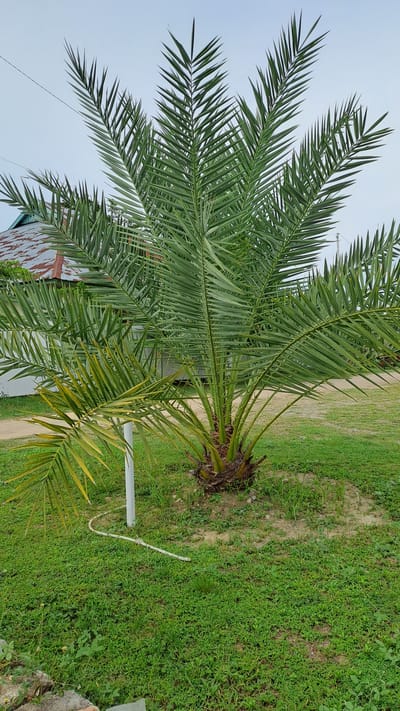 In Meunasahteungkudigadong, Indonesia, a young palm tree stands in a grassy yard. The tree has bright green fronds, some of which are starting to turn yellow. A white support stake is positioned next to the tree, with a white hose running along the ground. In the background, a house with a corrugated metal roof and white siding is visible. The sky is overcast. The overall scene is one of a rural or suburban setting.