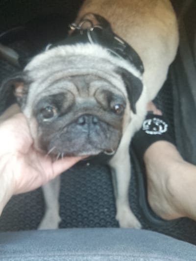 The image shows a pug dog with a harness. A person's hand is holding the dog's chin. The dog's face is the primary focus, with its wrinkled snout and dark eyes visible. The dog is light brown and fawn-colored. The background is dark, suggesting an indoor setting or a car interior. A black flip-flop with a white logo is visible on the right side of the image, on someone's foot. The setting appears to be inside a vehicle, possibly with a textured floor mat. The overall tone of the image is casual and intimate, as if capturing a moment between a pet and its owner. The lighting suggests it could be daytime. There is no visible text in the image.