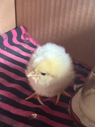 This is a close-up, overhead shot of a single, fluffy, yellow chick in what appears to be a cardboard box. The chick is the central subject, with its soft downy feathers dominating the foreground. It is facing downwards, with its beak slightly open. A single black eye is visible. The chick is perched on a piece of fabric with a distinct pattern of thick black and bright pink stripes. The fabric appears somewhat worn and has a rough texture.

To the left of the chick, the corrugated texture of the cardboard box is visible, indicating the setting. The lighting is somewhat dim, suggesting an indoor environment. There are no discernible signs of the time of day or weather. The overall impression is one of a safe, albeit simple, enclosure for the young bird. There is no text visible in the image. A small amount of white granular material is scattered on the fabric near the chick's feet and also on the fabric in the upper right quadrant. A small clump of what appears to be debris or food is also visible on the fabric in the upper right. The chick's leg and foot are visible on the right side of the image, peeking out from its fluff.