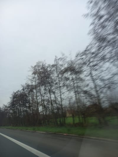 This image depicts a landscape from a moving vehicle in Waregem, Belgium, under an overcast sky. The foreground shows a dark asphalt road with a solid white line and a broken white line segment visible on the left side, indicating traffic lanes. Adjacent to the road, a strip of green grass separates the road from a dense line of deciduous trees, mostly bare of leaves, consistent with late autumn or winter. Beyond these trees, a vibrant green field is visible, and in the midground, two detached houses with reddish-brown roofs are partially obscured by the foliage. The entire upper half of the image is dominated by a uniform, light grey sky. Significant motion blur is evident across the entire frame, particularly affecting the trees and the background, suggesting rapid movement during capture. No individuals or specific actions are discernible.
