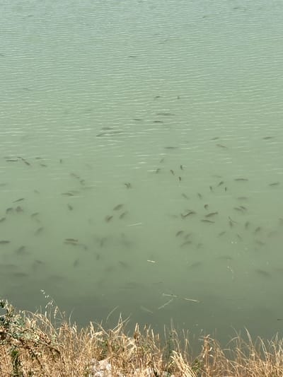 The image depicts a body of greenish-blue water, possibly a pond or lake, with numerous small fish swimming near the surface. The water is somewhat murky, making it difficult to see the full depth. The surface of the water has ripples, indicating a gentle movement. In the foreground, the bank of the water body is visible, covered with dry, tall grasses and some green foliage. The scene appears to be outdoors, under natural light. The location is specified as Akbarak, Uzbekistan. There are no people visible in the image.