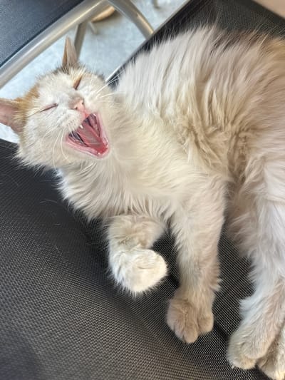 A long-haired, cream and tan cat is lying on its back on a black, woven-texture chair. The cat's eyes are closed, and its mouth is wide open in a yawn. The cat is lying on its back with its paws extended. The setting appears to be indoors, and there is a glimpse of what looks like a window and possibly another chair in the background. Voiniagovo, Bulgaria is not directly indicated in the image.