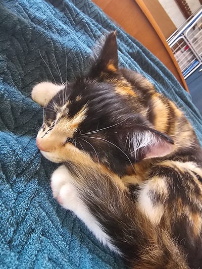 A calico kitten sleeps peacefully on a textured, teal-colored blanket. The kitten's fur displays a mixture of black, orange, and white patches. Its eyes are closed, and its head is resting on its paws. The background shows a wooden surface and a metal rack, suggesting an indoor setting. The specific location in Dūkštas, Lithuania, is not discernible from the image itself.