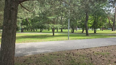 This media file depicts a paved pathway running through a park-like setting with numerous trees. The pathway, made of interlocking gray pavers, occupies the foreground and extends into the middle ground. To the left of the pathway, a large tree trunk with textured bark is prominently featured. Beyond the pathway, a grassy area is visible, dotted with more trees of varying sizes and species, including pines. In the background, several cars are parked, suggesting this may be a public park or a residential area with accessible green spaces. The scene is illuminated by natural daylight, indicating it is daytime. The presence of lush green grass and foliage suggests a warm season, likely spring or summer. The overall atmosphere is peaceful and serene, with no people visible in the frame. The location appears to be in an outdoor urban or suburban environment in Konstancin-Jeziorna, Poland, characterized by its well-maintained paths and abundant greenery.