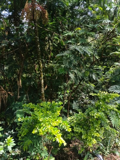 A dense and lush forest scene displays varied green hues. Tall trees with leafy canopies dominate the background, while lower-lying shrubs with rounded leaves occupy the foreground. A single tree is adorned with hanging seed pods. The image is predominantly green, showcasing a thriving natural environment.