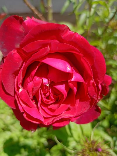 A vibrant, close-up, top-down view captures a single, intensely red rose in a garden setting, likely in Koghb, Armenia. The rose dominates the frame, its tightly furled petals displaying a rich, deep red hue with magenta undertones, particularly where sunlight catches their surface. The intricate layering of the petals forms a characteristic spiral at the flower's heart, gradually opening outwards. Small imperfections, such as minor nicks or light specks, are visible on some petals.
The scene is brightly lit by natural sunlight, suggesting a clear, sunny daytime. Strong highlights glint off the smooth surfaces of the petals, and subtle shadows enhance the three-dimensional depth of the bloom.
The background is softly blurred, consisting of various shades of green foliage and other out-of-focus plant elements, which serve to highlight the sharp focus of the rose. In the lower right, a faint, blurred spiky plant structure is discernible. There are no people or discernible text within the image. The composition emphasizes the natural beauty and detail of the flower.