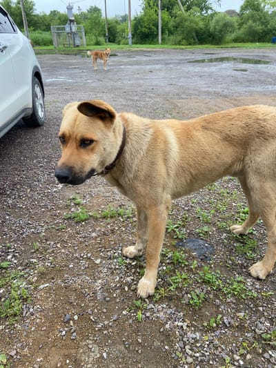 A tan-colored dog with black markings on its nose and ears stands on a gravelly surface with scattered green vegetation. The dog is wearing a dark collar. In the background, a white car is partially visible on the left. Further in the background, another tan-colored dog is standing in a muddy area with puddles. Beyond the dogs and car, there are trees and some industrial-looking structures, possibly part of the electrical infrastructure in Kraskino, Russia. The sky is overcast.