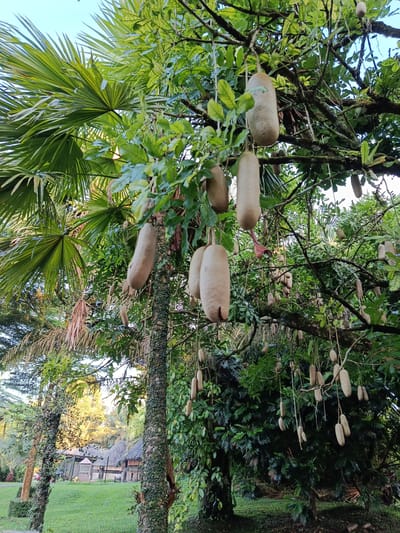 The image captures a large tree with numerous large, elongated, sausage-shaped fruits hanging from its branches. The fruits are a pale brown color and have a slightly textured surface. The tree is lush with green leaves, and some fronds of a palm tree are visible in the upper left corner. In the background, there is a grassy area with some thatched-roof buildings and fences. The overall impression is of a tropical or subtropical environment. The location is identified as Suka Makmur, Indonesia. There are no people visible in the image. The lighting suggests it is daytime, with sunlight filtering through the leaves. The focus is on the tree and its unusual fruit.