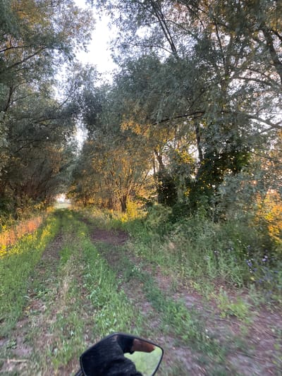 The image depicts a dirt road lined with trees and vegetation, likely in the village of Musiivka, Ukraine. The scene appears to be captured during the late afternoon or early evening, as evidenced by the warm golden light filtering through the leaves and illuminating the path. The road itself is unpaved and shows tire tracks, suggesting it is used by vehicles. The trees create a canopy overhead, forming a natural tunnel effect. The ground is covered in grass and wildflowers. In the foreground, a portion of a mirror and what appears to be a person's hand and sleeve are visible, indicating the photo was taken from a moving vehicle, possibly a motorcycle or bicycle. The overall impression is one of a rural, natural setting bathed in the soft light of sunset.