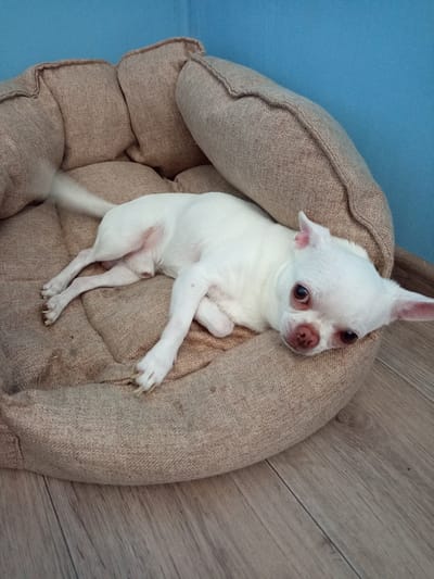 A white chihuahua lies on its side in a tan, round dog bed. The dog bed is placed on a light brown wooden floor. Behind the dog bed, a textured blue wall is visible. The chihuahua's head is turned towards the camera, and its eyes are open. Its body is mostly white, with some pinkish undertones visible on its ears and snout. The dog bed has a raised edge that appears to be filled with stuffing. The lighting in the scene is bright, casting minimal shadows.
