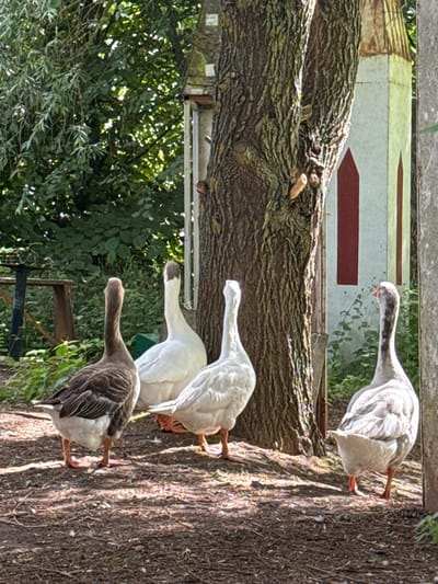 Four geese are gathered on the ground in an outdoor, wooded area. In the foreground, from left to right, a brown and white goose faces left, a white goose faces away from the camera, another white goose faces right, and a light gray goose faces right. The geese are standing on a patch of dry, dark soil scattered with small white feathers. Behind the geese, a large tree trunk dominates the center of the frame. To the right of the tree is a tall, narrow, white structure with red accents. The background consists of lush green foliage and trees. The scene appears to be a rural or park-like setting.