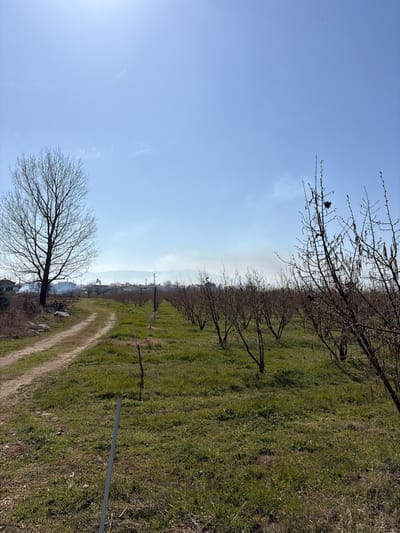 The image depicts an outdoor rural-urban transitional landscape in Unatsite, Bulgaria, under a clear to hazy blue sky. In the foreground and midground, a dirt path extends from the lower-left corner towards the center-left horizon. To the immediate right of this path, an orchard occupies the majority of the right side of the frame, featuring multiple rows of small, leafless deciduous trees planted in green grass. Some of these young trees are supported by thin white stakes. A large, mature, bare deciduous tree stands prominently on the left side of the dirt path. In the background, beyond the orchard and path, a village or town with buildings and structures is visible. White to light grey smoke emanates from a ground-level source on the left side of the distant village, rising into the sky. A utility pole or power line structure is also discernible in the distance to the right of the smoke. The overall scene suggests late winter or early spring conditions. No individuals or animals are present.