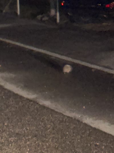 The image shows a close-up view of a gray or dark gray surface, possibly concrete or asphalt, with a slightly lighter colored, smooth surface to the left, separated by a thin, light gray line. A small, off-white object is visible on the gray surface. The background is dark and blurry, with hints of structures. Based on the prompt context mentioning the city of Volketswil, Switzerland, the surface could be part of a road, sidewalk, or building facade in that location.